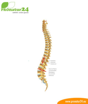 Darstellung der Wirbelsäule