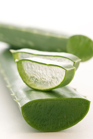 Aloe Vera, für die Gesundheit von innen