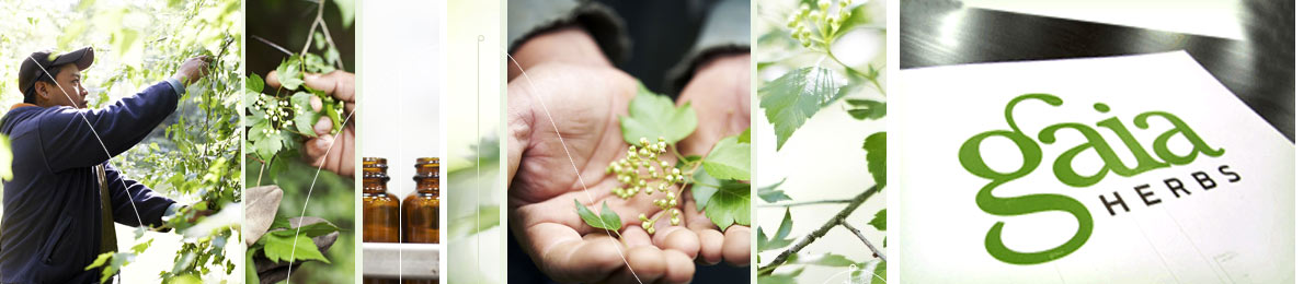 GAIA HERBST NATURA TRADING