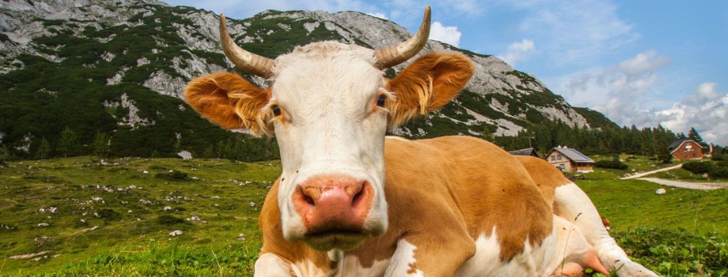 Wir sind überzeugt. Nur eine Kuh mit Hörnern ist eine glückliche Kuh. Wir sind überzeugt. Nur eine Kuh mit Hörnern ist eine glückliche Kuh.