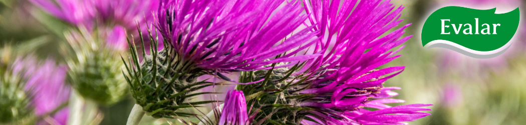 Wertvolle Nahrungsergänzungen von Evalar. Evalar weiß um die Wirkung von Kräutern und baut auf diese Kraft der Natur, direkt aus dem Altei in Südsibirien.