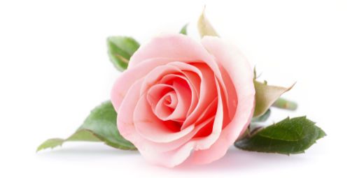 Rose, der Duft der Sinne